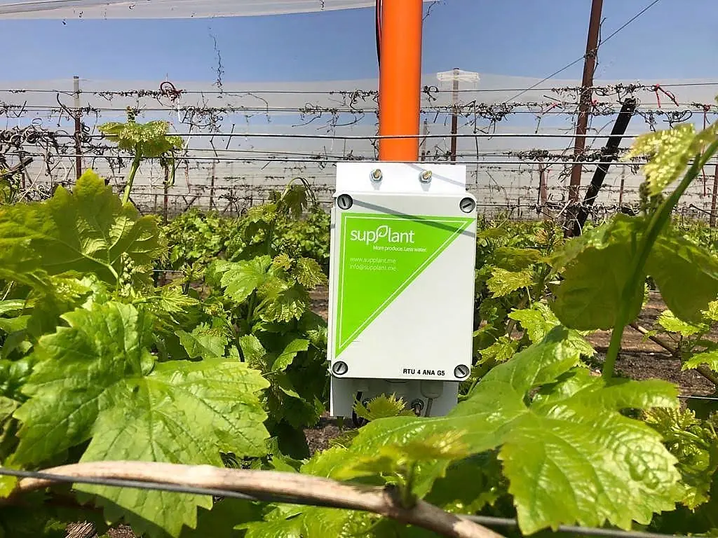 Agritech. La startup SupPlant (Afoula en Galilée). Culture des palmiers-dattiers.