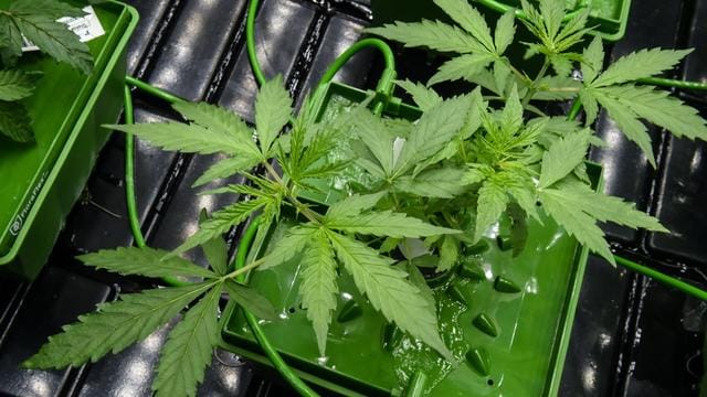 Jonathan Medved. OurCrowd, un fonds 100 % dédié au cannabis.
