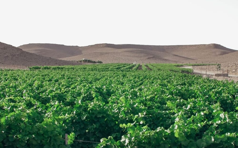 C’Israël. Le « miracle israélien » est-il durable ? Anne Baer : « L’agriculture ne pèse plus que 1 % de la production et 2,6 % à l’export ».