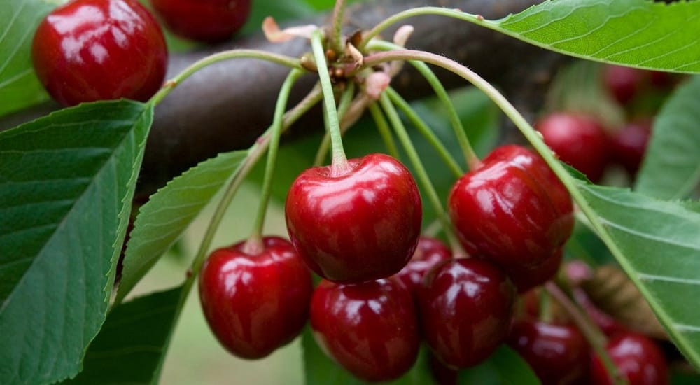 Le sceau violet « Vegan Friendly » est très connu en Israël.