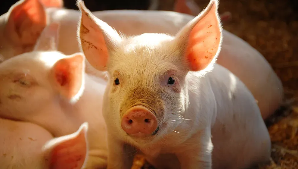 Les autorités israéliennes ont déjoué une importante tentative de contrebande de viande au port d’Ashdod.