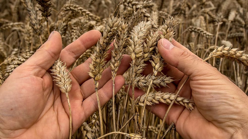 Ukraine & Russie. En Israël, une inquiétude autour du prix du blé importé.