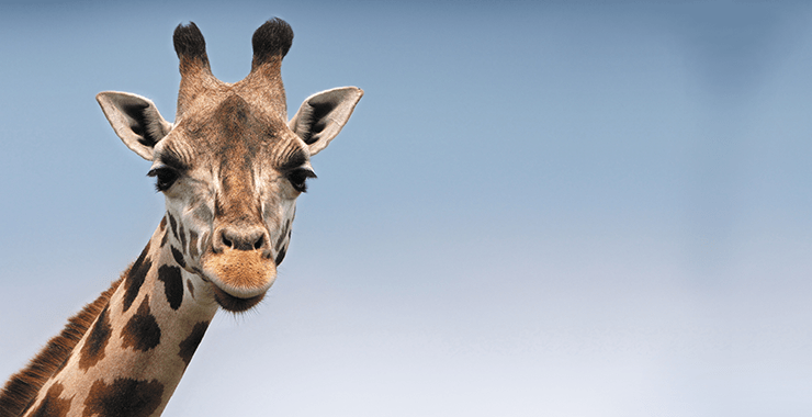 Libération : « Israël, un pays marqué par une forte pression animaliste ».