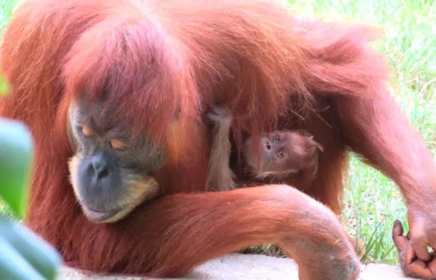 Le premier orang-outan né au Safari de Ramat-Gan. Son nom?