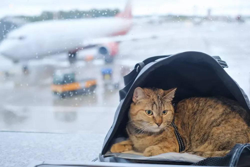 EL AL (Tel-Aviv). Prendre l’avion avec son chien, chat, et oiseaux exotiques dans la cabine des passagers.