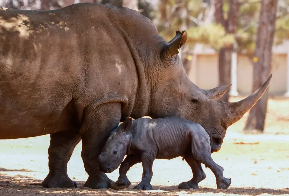 Zoo. Tristesse à Jérusalem. La mort de Shalom, le bien nommé.