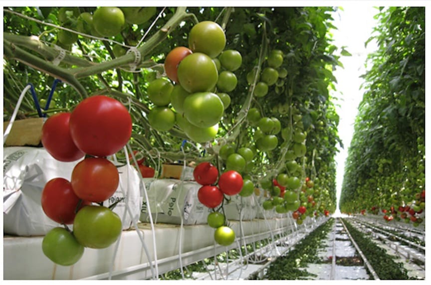Le « Good Food Institute (GFI) Israël ». Innovation dans les technologies alimentaires.
