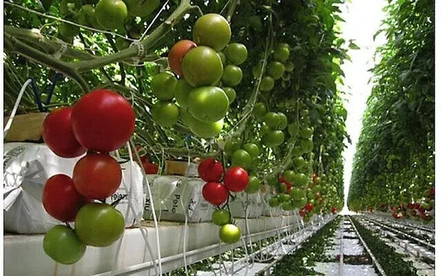Journée de l’arbre en Israël. Des centaines de milliers d’Israéliens plantent de jeunes plants.