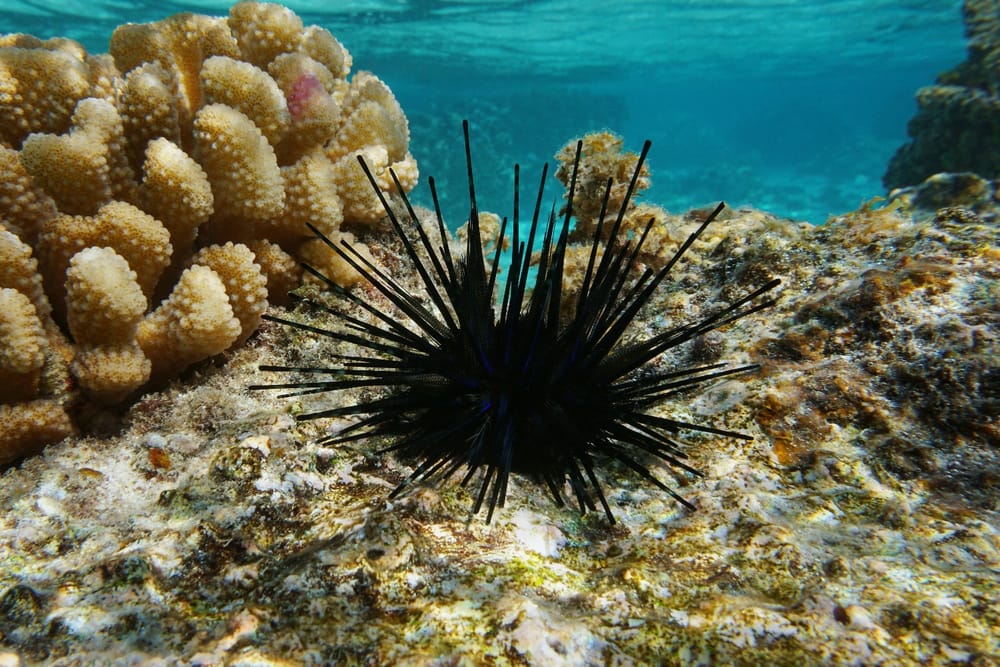 Préserver les récifs coralliens de la mer Rouge. Une urgence évidente…