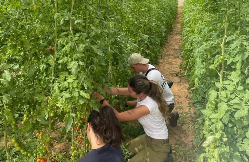 Détresse économique des palestiniens. 8 000 Palestiniens de Cisjordanie autorisés à entrer en Israël.