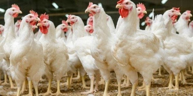 Tourisme sympa en Israël. Vous voulez nourrir le plus gros poulet du monde?