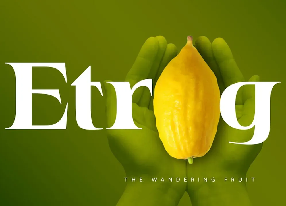 L’Etrog. Le BDS ne le connait pas, et c’est tant mieux! Un fruit curieux, rarement vu en épicerie ou utilisé en cuisine.