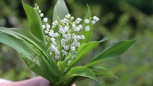 Pas de muguet. Petite détresse pour les Français vivant dans l’Etat Juif. Le 1er mai n’est pas chômé en Israël.