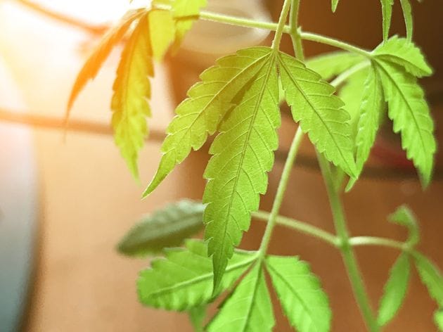 Israël s’intéresse aux consommateurs de cannabis de France (5 millions d’usagers).