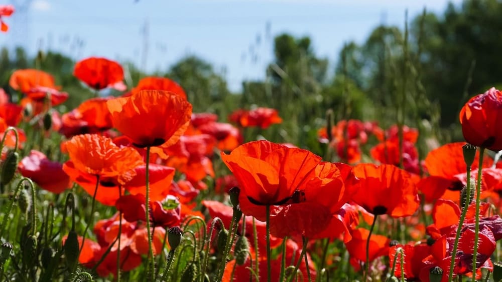 Son symbole est le coquelicot. Karmiel (Israël) est jumelée avec Metz.