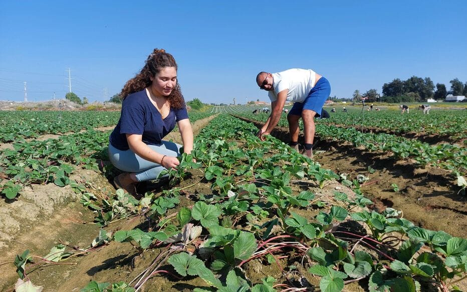 « Effort de guerre ». Agriculture. Les producteurs israéliens font appel à des volontaires.