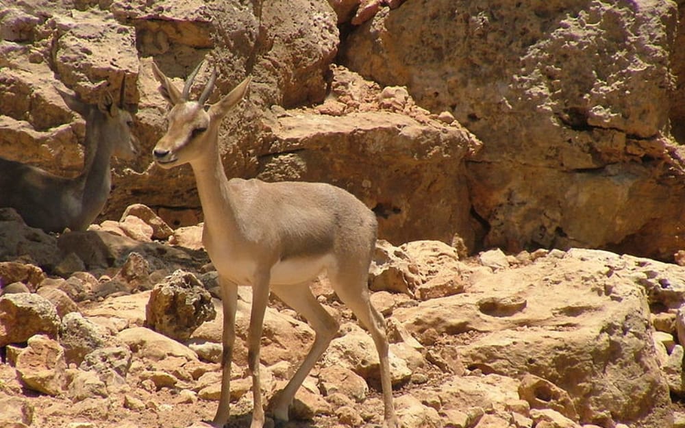 La Gazelle des montagnes. La mission incroyable de l’Israélien Guy Dovrat.