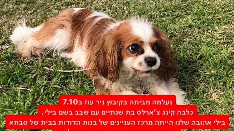 Une histoire qui fait la Une en Israël. Billy, la chienne de Rachel Danzig, disparue de Nir Oz, a été ramenée de Gaza par des soldats de Tsahal.