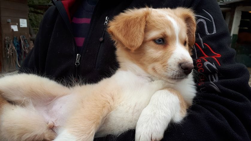 Quelles sont les races de chiens les plus demandées en Israël?