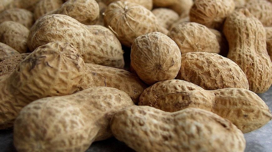 Maladie cœliaque. Ukko (Israël) spécialisée en technologie alimentaire.