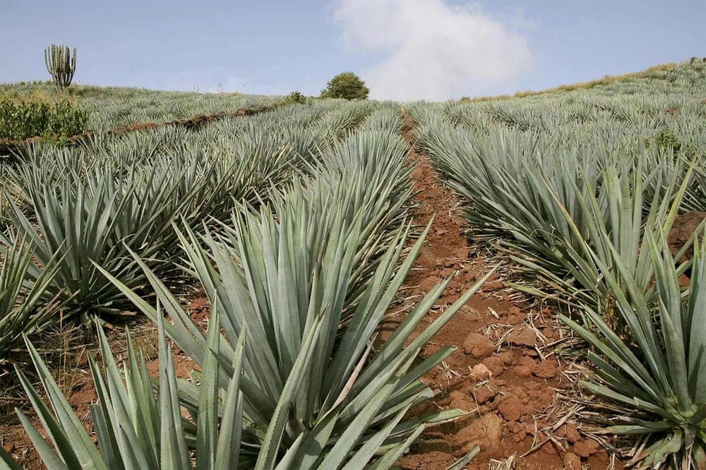 C’est nouveau : une tequila casher, made in Neguev.