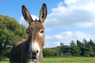 Good News. Israël non impliqué dans le commerce lucratif des peaux d’âne.