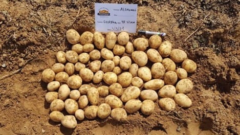 Les pommes de terre israéliennes au secours de l’Europe.