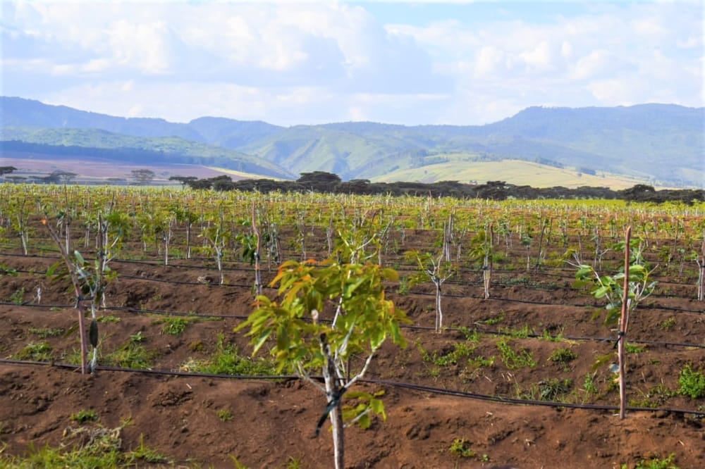 Le plus grand producteur d’avocats d’Israël lance une ferme de 400 ha au Kenya.