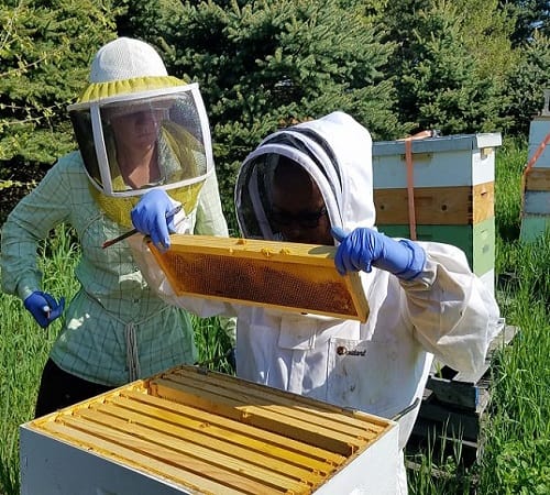 Beewise, hightech & abeilles. Miel et caviar d’Israël, du Kibboutz Dan.