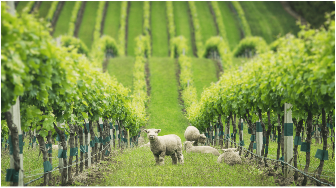 Bluewhite, l’innovation autonome et durable pour les exploitations agricoles du monde entier.