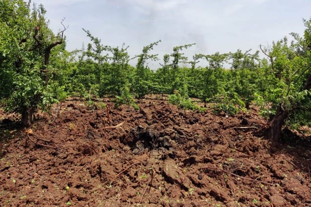 L’industrie des produits frais en Israël continue ses récoltes malgré l’escalade des conditions de guerre.