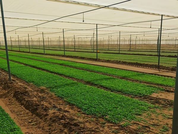 L’exportateur israélien d’herbes fraîches et de fleurs comestibles Bless S.R.