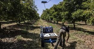 En Israël, les techniques de pointe bousculent l’agriculture.