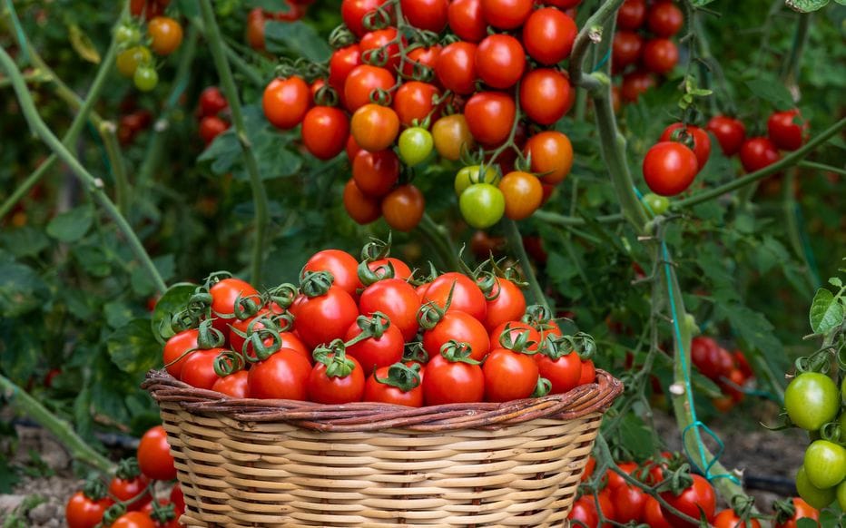 Détox IsraelValley. « 9 tomates sur 10 consommées en Israël viennent de Turquie ». FAUX!