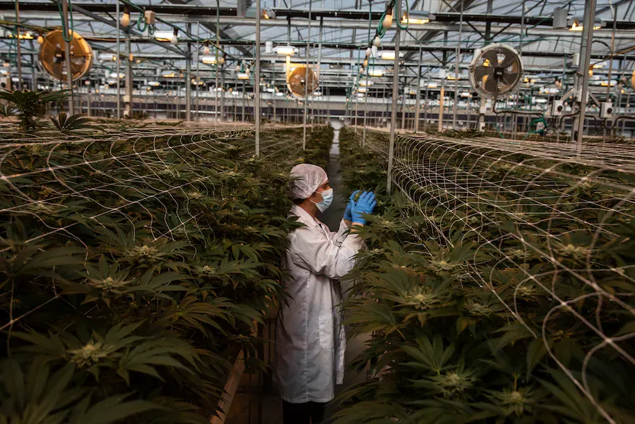 « Kibboutz et Innovation ». Nir Oz. Les kibboutz, précurseurs de la marijuana à usage médical.