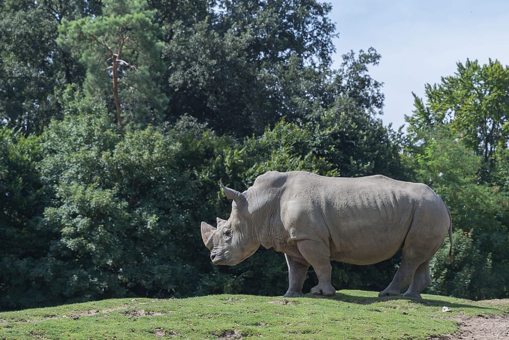 Quizz du Week-end. Un rhinocéros blanc né en Israël. Vrai? faux?