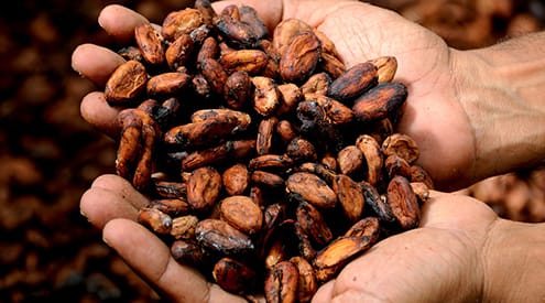 Le cacao cultivé par Israël permet de fabriquer du chocolat sans impact sur l’environnement.