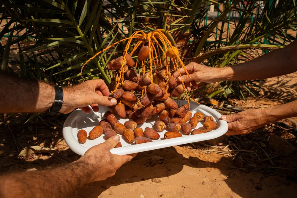 Grâce à la science : le plaisir retrouvé des dates de Judée.