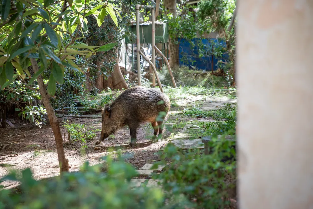 Le saviez-vous? Haïfa a adopté un programme d’abattage agressif de sangliers.