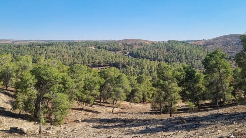 Comment sauver la plus grande forêt plantée d’Israël ?
