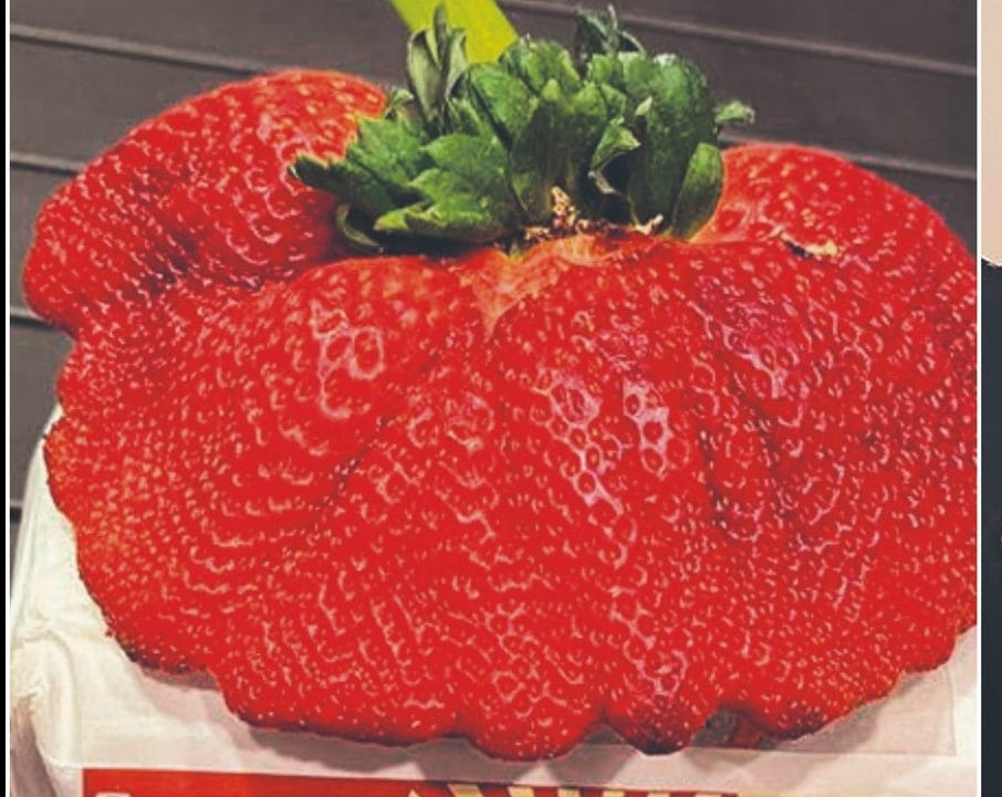Développée à l’Institut de recherche Volcani, une fraise géante.