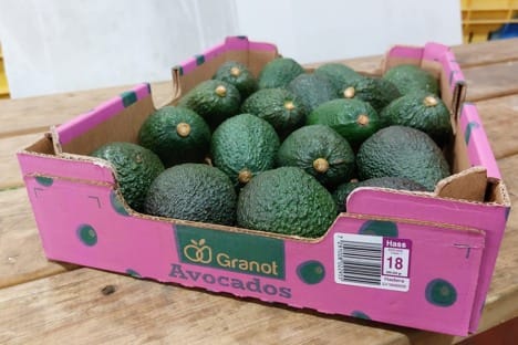2023 sera une bonne année pour la récolte des avocats en Israël.