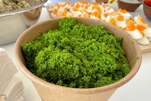 C’Israël. Des lentilles d’eau, plus pratiques qu’un yaourt et plus sain qu’un chou frisé.