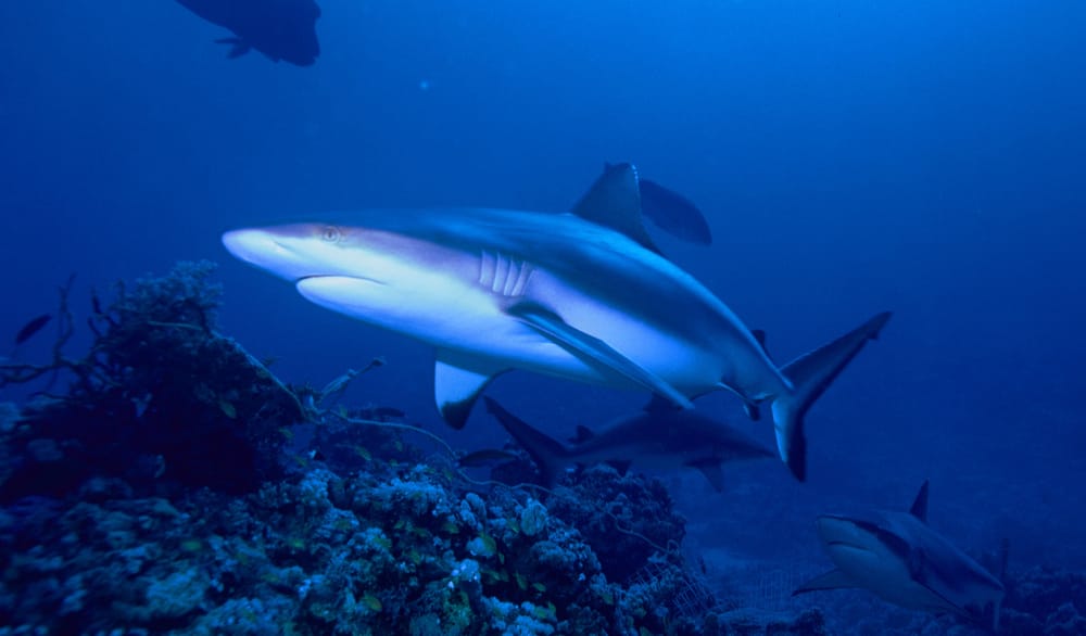 Un phénomène fascinant. La centrale électrique de Hadera et ses 40 requins.