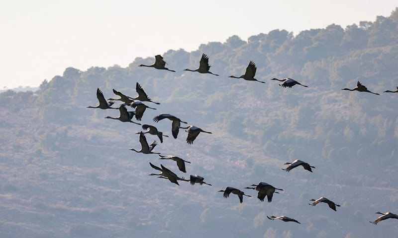 Une épidémie de grippe aviaire tue 2.000 grues en Israël