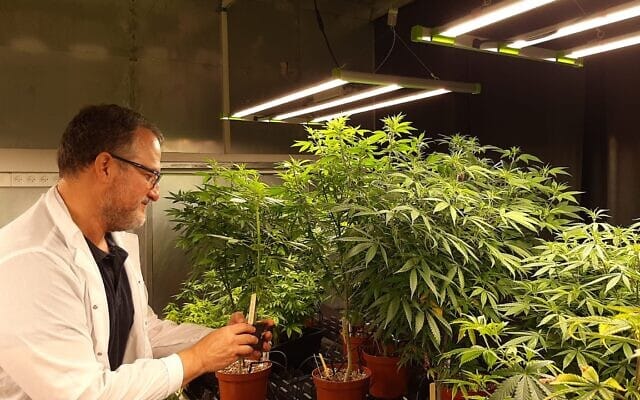 Israël et la production de cannabis de qualité médicale.