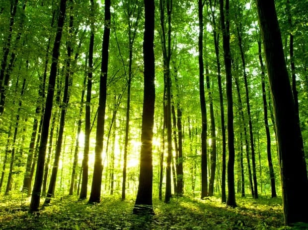 Changement climatique. Israël a lancé un plan national pour planter 450 000 arbres.