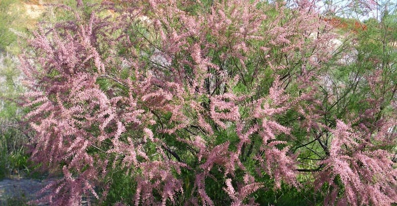 Le bosquet Tamarix dans le désert d’Arava. Arbres nourris avec un mélange d’eau d’égout recyclé et eau salée.