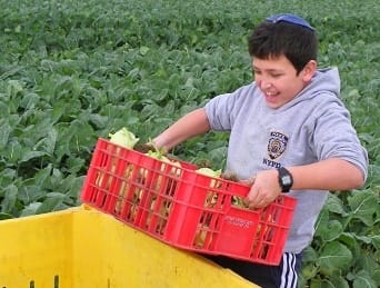 Les zones en guerre d’Israël fournissent 75 % des légumes du pays, 20 % des fruits et 10 % du lait.