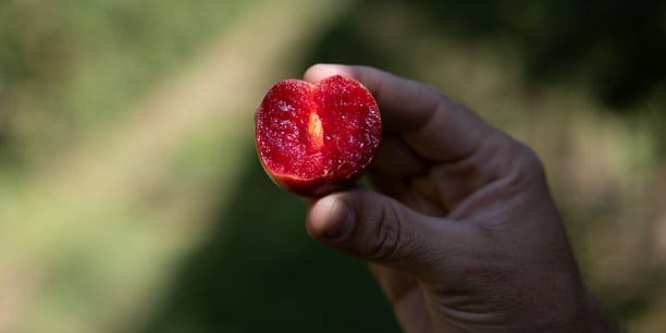 La lovita, nouvelle prune d’hiver, native d’Israël, arrive dans les supermarchés français.